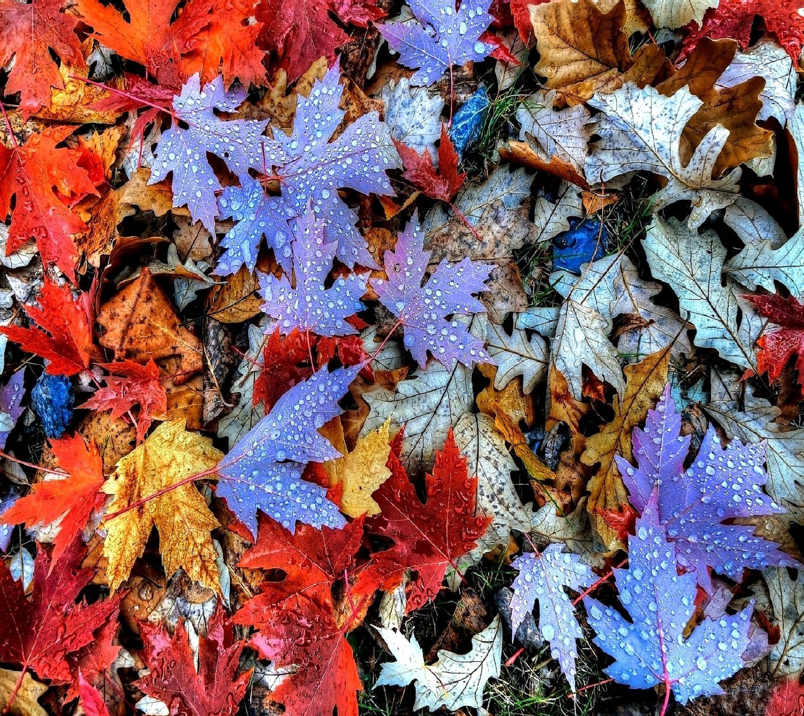 Un gros plan d'un ensemble de feuilles avec des gouttes d'eau dessus (couleurs dautomne)