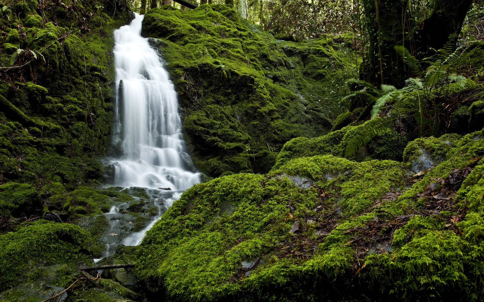 Un gros plan sur une cascade dans une forêt avec de la mousse (la cascade, plan deau, ressources en eau, nature, végétation)