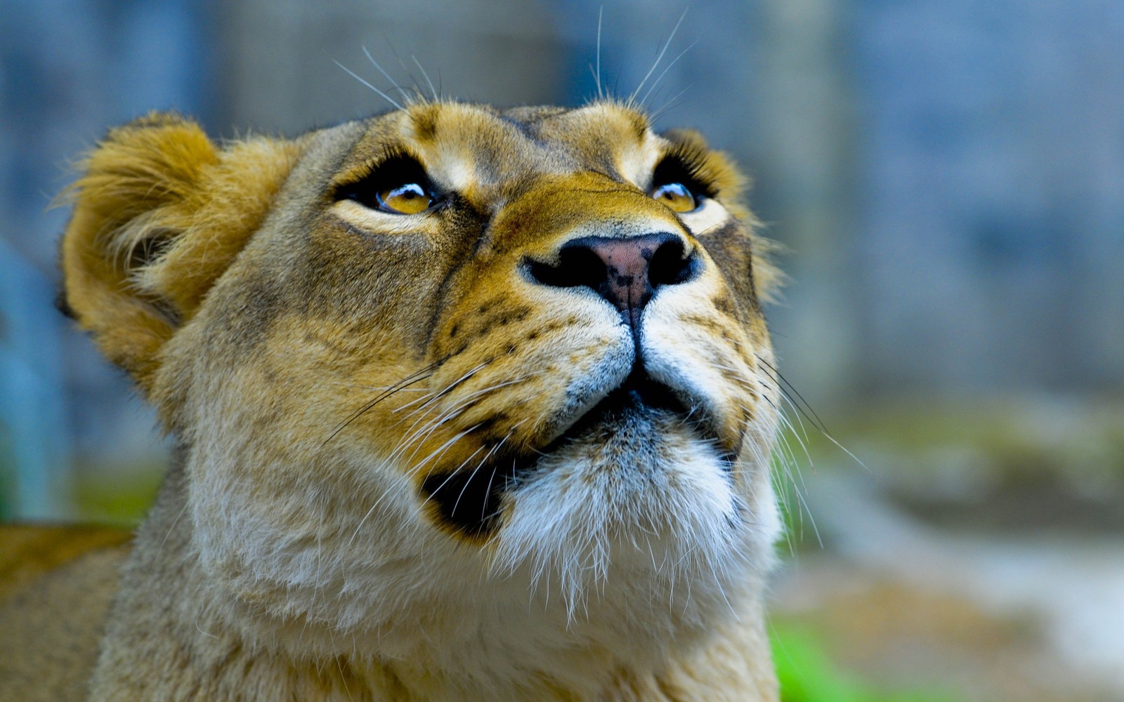 Lade wildleben, landsäugetier, löwe, masai löwe Hintergrund herunter