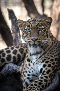 Majestätischer Leopard mit auffälligen blauen Augen, der sein markantes geflecktes Fell und seine kraftvolle Präsenz zur Schau stellt.