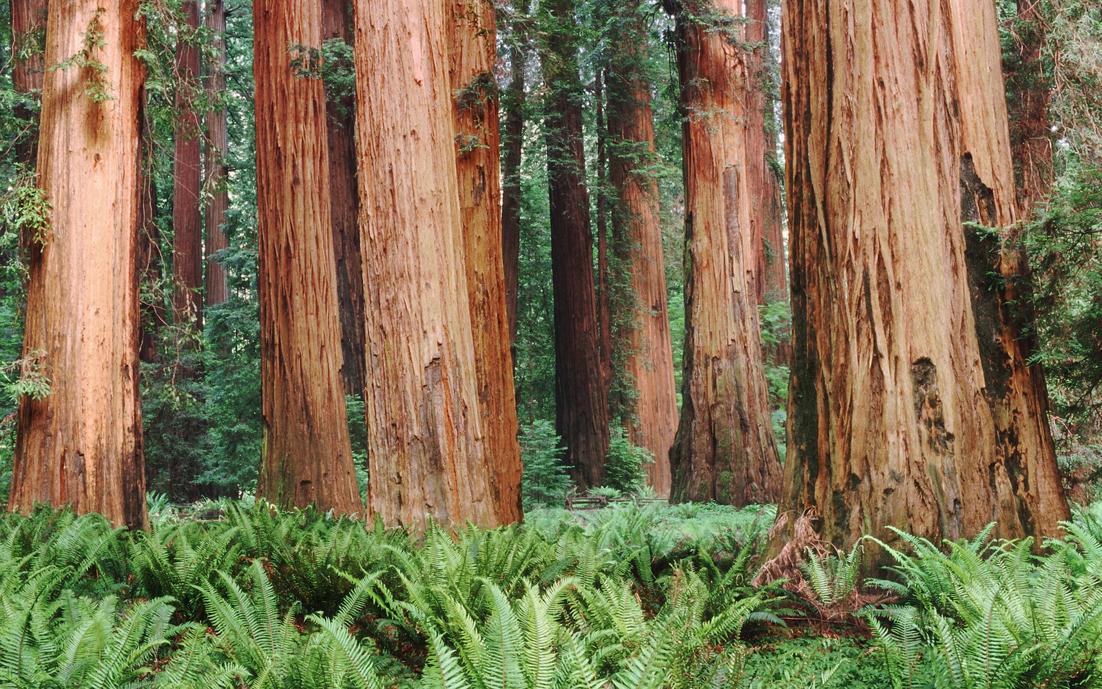 There are many tall trees in the forest with ferns growing (tree, forest, trunk, vegetation, grove)