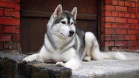 husky siberiano, filhote, malamute do alasca, husky, cachorro