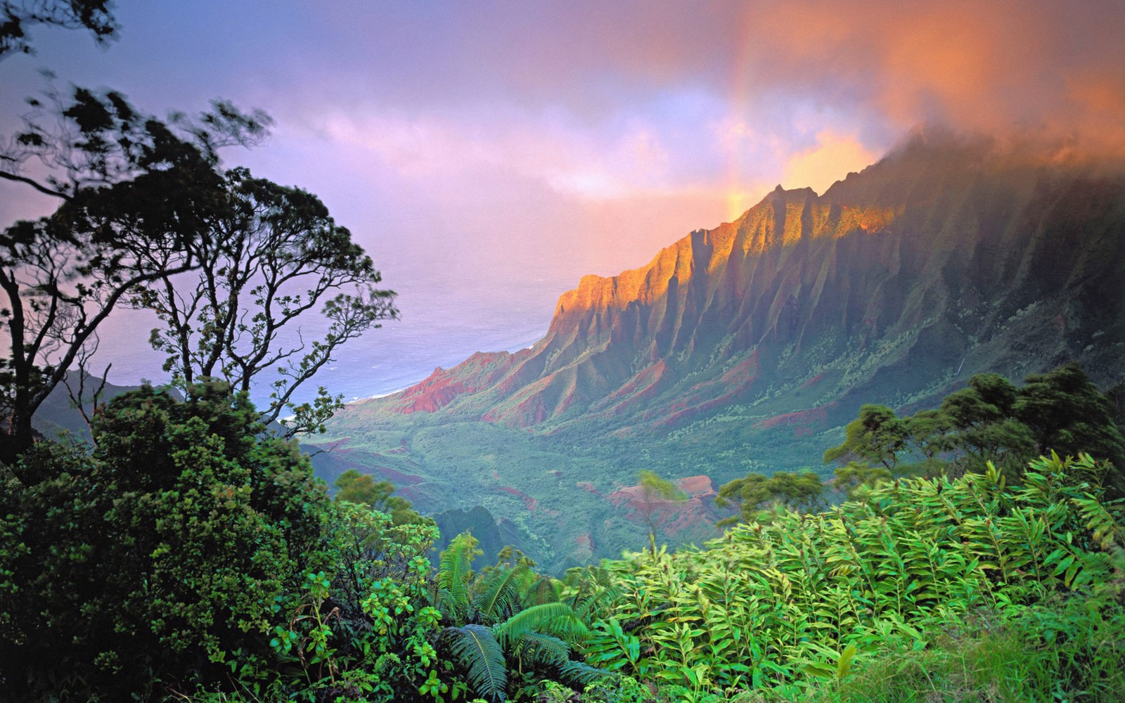 Des montagnes avec un coucher de soleil au loin et un arbre au premier plan (nature, formes montagneuses, montagne, végétation, station de montagne)