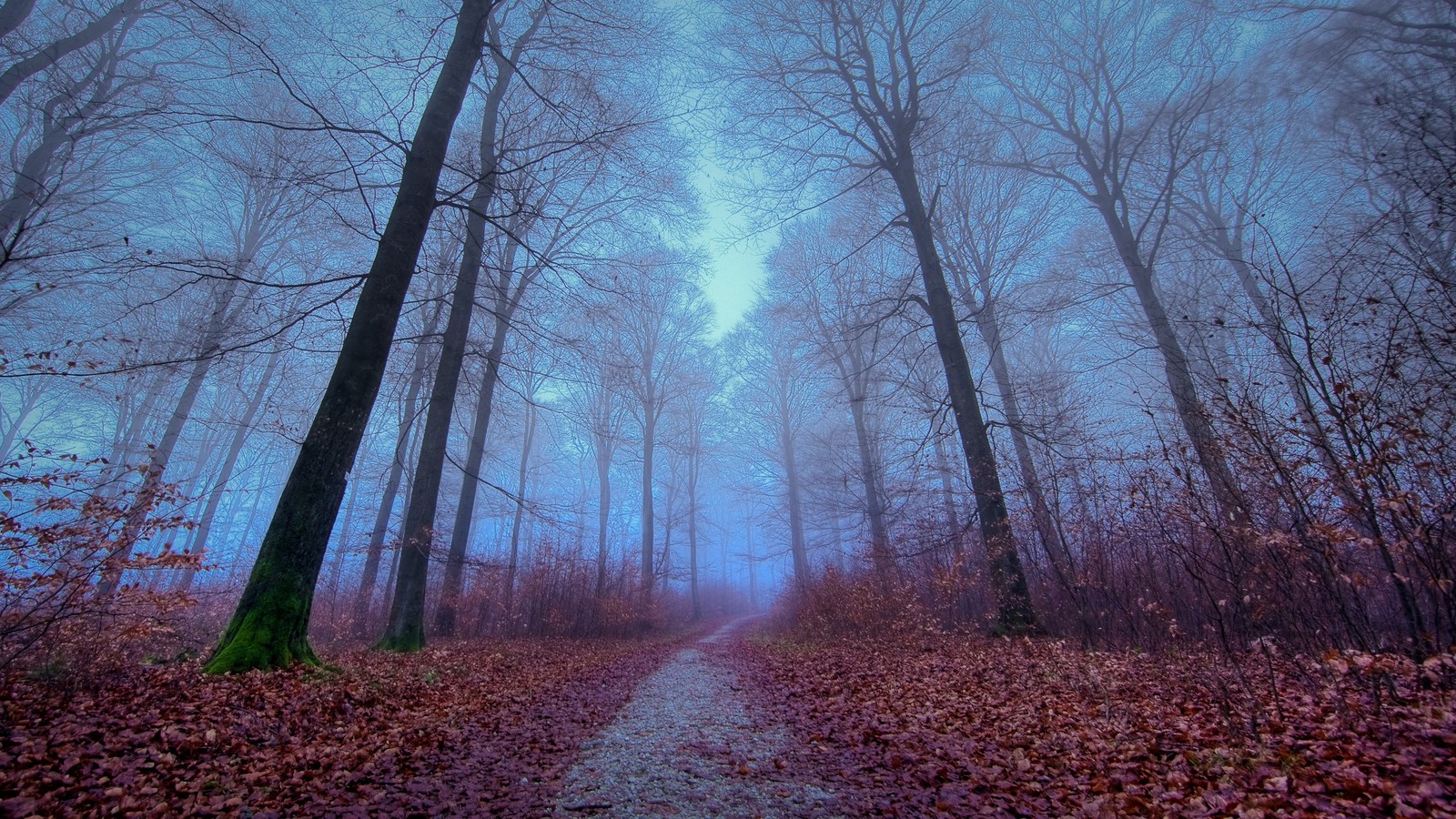 Una vista de un camino a través de un bosque con un cielo brumoso (bosque, otoño, árbol, paisaje natural, naturaleza)