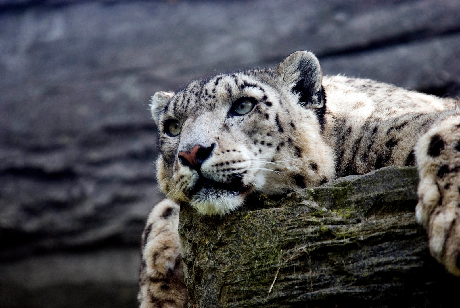 Hay un leopardo de las nieves acostado sobre un tronco (leopardo, leopardo de las nieves, cat, felino grande, vida silvestre)