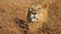 Lion masai majestueux au milieu de la savane