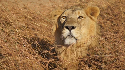 Majestuoso león masai en medio de la sabana