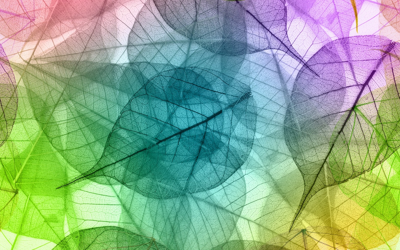 A close up of a bunch of leaves with a rainbow background (design, leaf, green, purple, line)