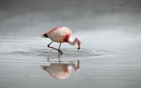 Flamingo gracioso forrageando em águas calmas com um suave reflexo.