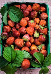 Freshly picked strawberries in a green basket surrounded by vibrant green leaves.