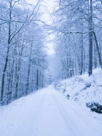 Camino sereno cubierto de nieve a través de un bosque invernal