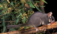 Marsupial en peligro de extinción: dormilón australiano en una rama