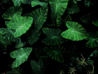 plant, leaf, botany, terrestrial plant, groundcover wallpaper