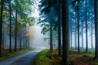 Nebeliger Herbstmorgen auf einem ruhigen Kiefernwaldweg