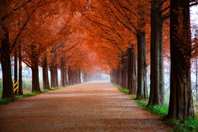 Nebeliger Herbstmorgenweg, umgeben von lebhaften roten Bäumen