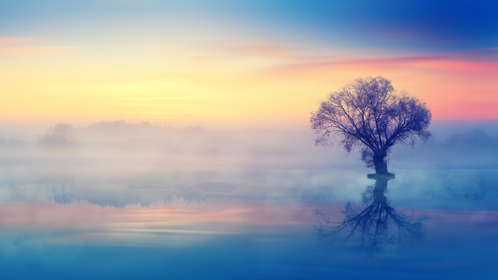 Un arbre se tient au milieu d'un lac sous un ciel brumeux (arbre solitaire, paysage, coucher de soleil, réflexion, brume)