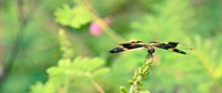 inseto, libélulas e damas de moura, invertebrado, fauna, libélula