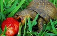 Tortuga disfrutando de una fresa en un exuberante césped verde