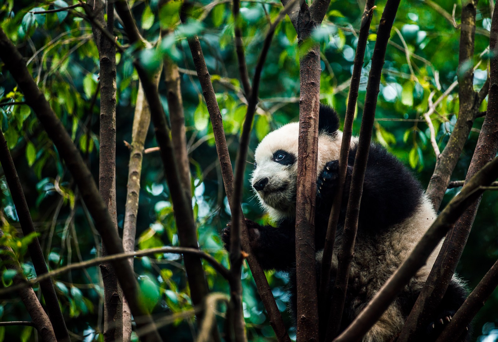 Urso panda sentado em uma árvore com a cabeça nos galhos (panda gigante, reserva natural, selva, animal terrestre, fauna)