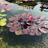 Serene Pond with Aquatic Plants and Lotus Flowers