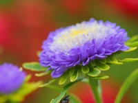 Gros plan d'une aster violet vibrant en fleur