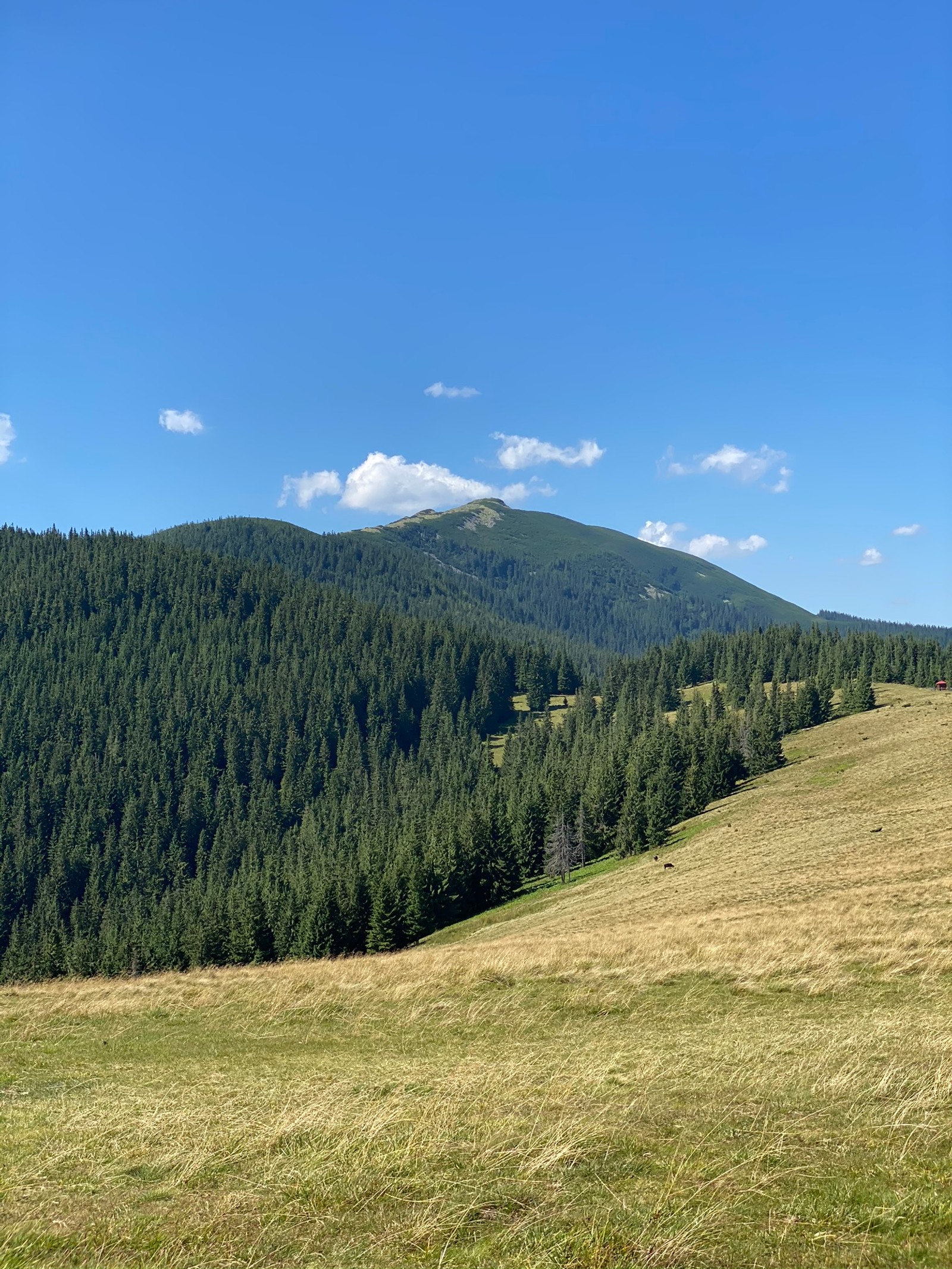 Il y a une vache debout dans un champ avec une montagne en arrière-plan (prairie, route, formes montagneuses, nature, végétation)