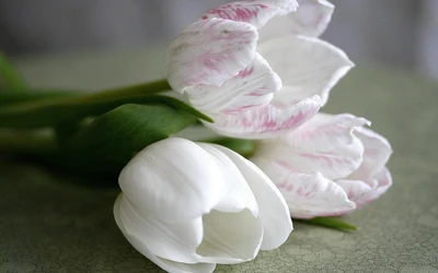 Elegant White and Pink Tulips in a Bouquet