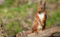 Écureuil roux posant sur une bûche dans son habitat naturel