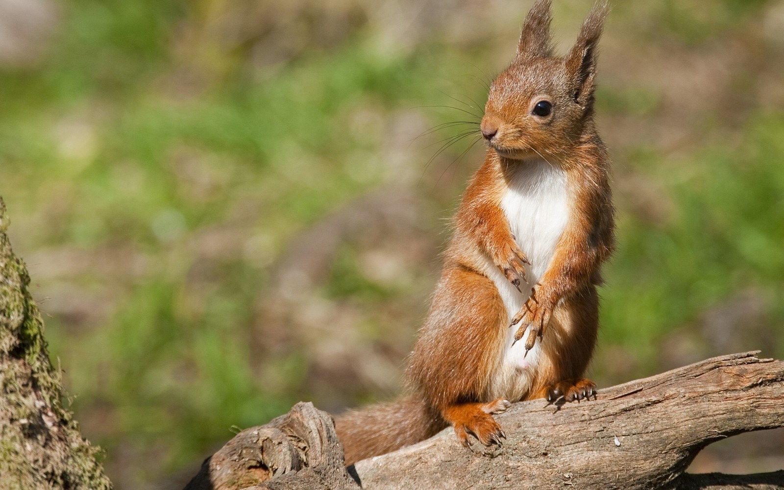 Hay una ardilla de pie en una rama de árbol en el bosque (roedor, ardilla, vida silvestre, animal terrestre, ardilla roja)