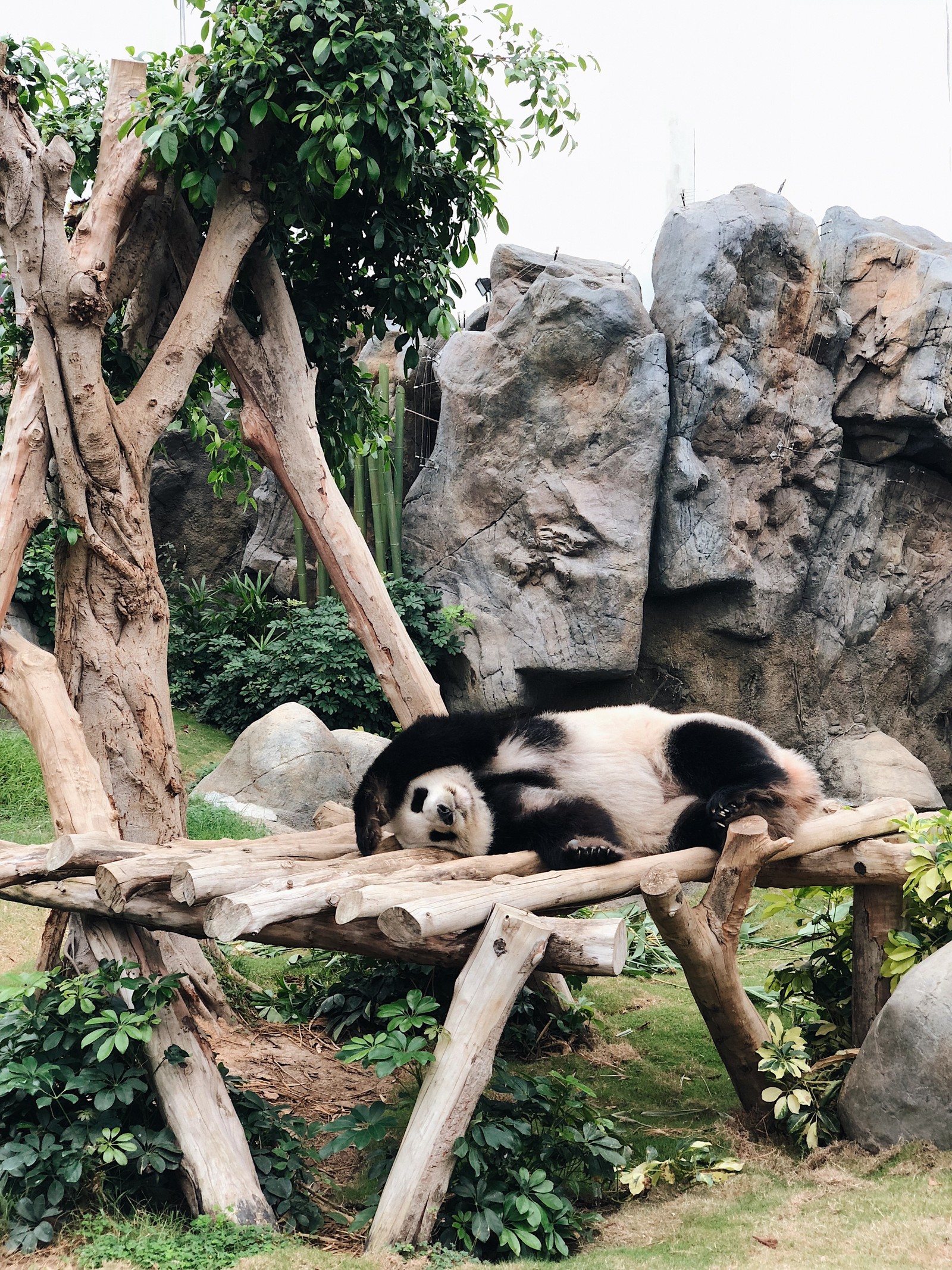 Un panda allongé sur un banc en bois dans une enceinte de zoo (chine, pandas, hong kong, panda géant, animal terrestre)