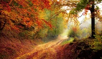 otoño, planta, comunidad vegetal, gente en la naturaleza, madera