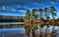 reflexo, natureza, árvore, água, lago