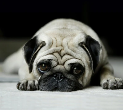 Adorable cachorro de pug beige y esponjoso descansando con patas cortas