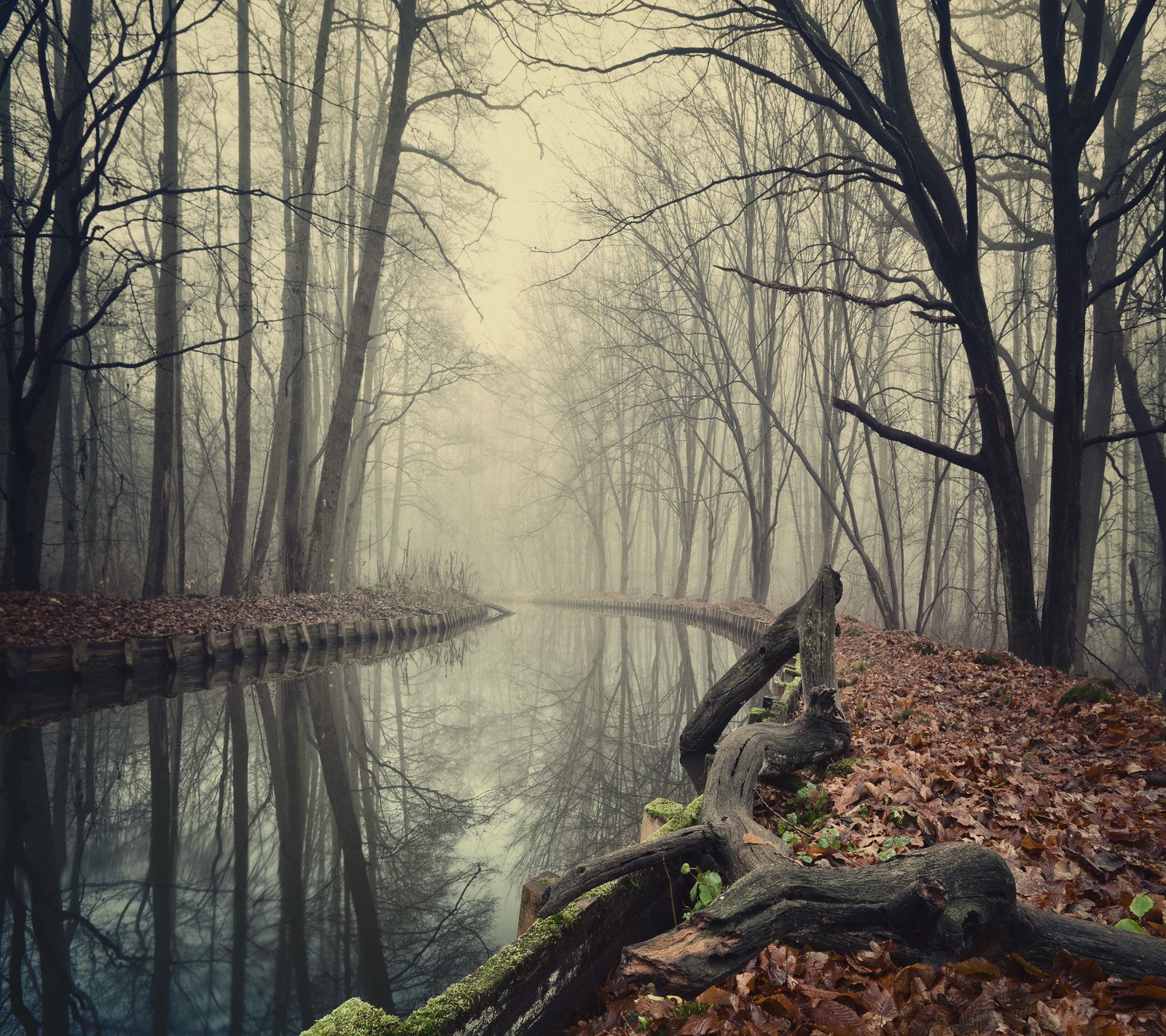 Des arbres et des feuilles poussent le long d'une rivière dans une forêt brumeuse (automne, brumeux, forêt, nature, flueve)