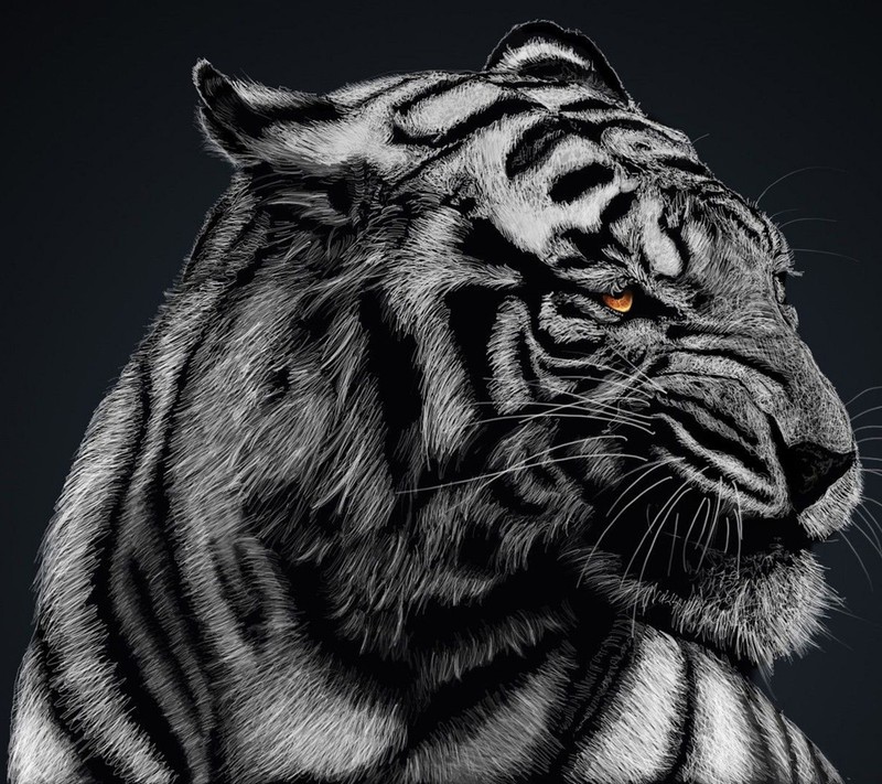 Un primer plano de un tigre con fondo negro (animal, ojo, rostro, rojo)