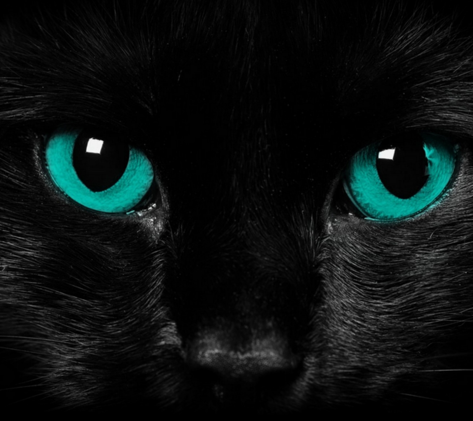 Um close de um gato preto com olhos azuis (gato, escuro, olhos, turquesa)