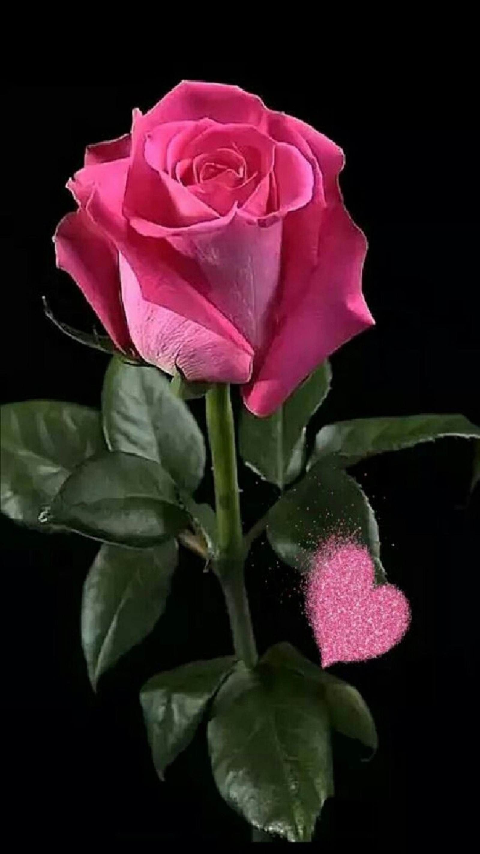 There is a pink rose with a heart shaped stem on a black background (flower, rose)