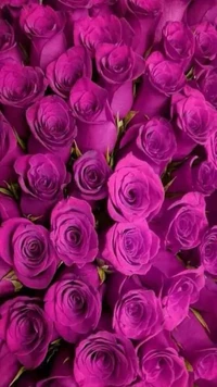 Vibrant Purple Roses in Full Bloom