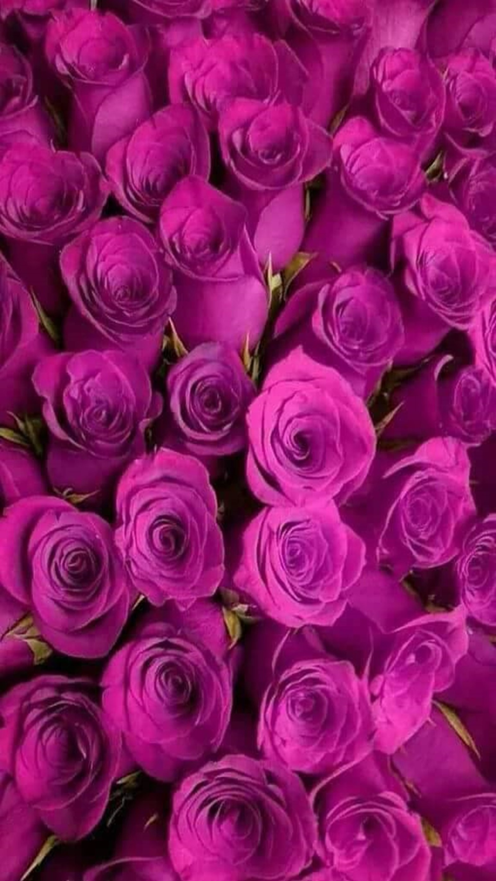 Purple roses are arranged in a large bouquet on a table (purple, roses)