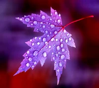 Vibrant Purple Leaf Adorned with Dewdrops