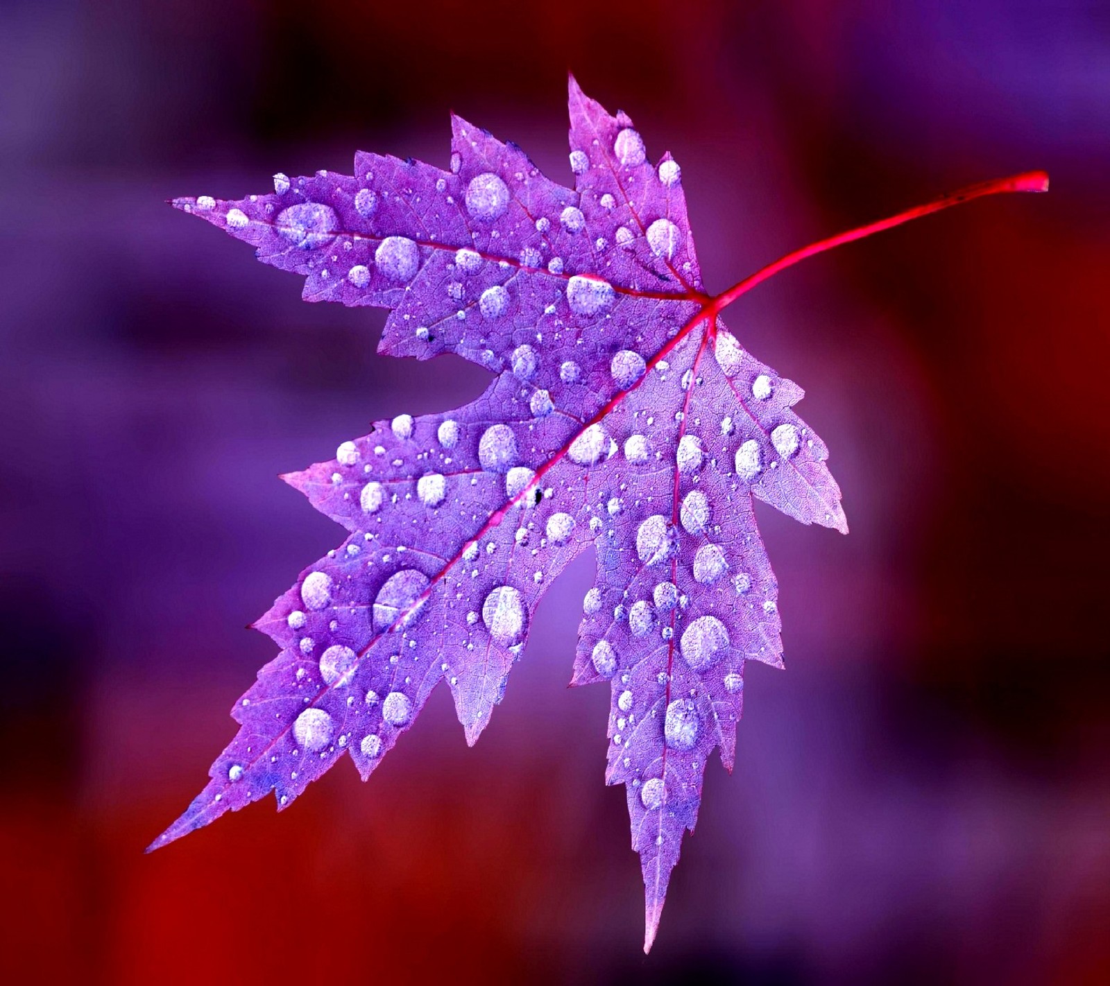 Un primer plano de una hoja morada con gotas de agua sobre ella (hoja)