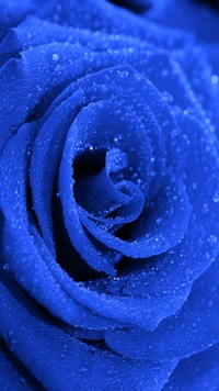 blaue rose, wassertropfen