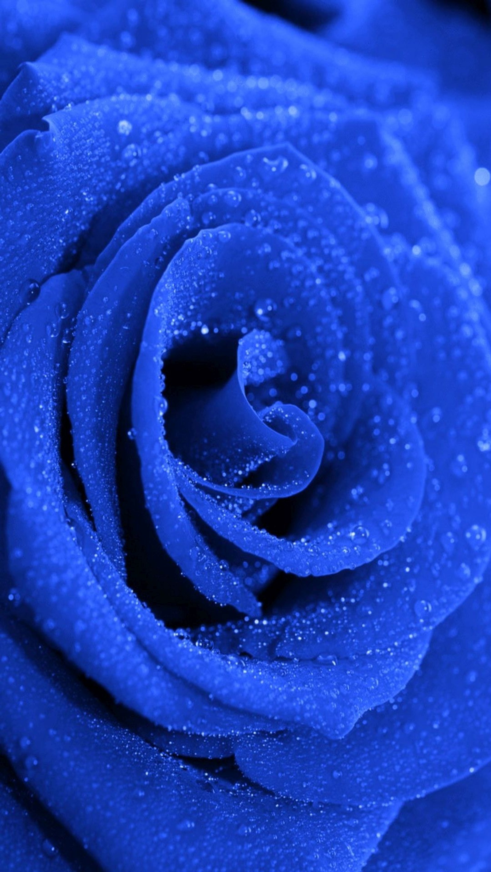 Um close-up de uma rosa azul com gotas de água sobre ela (rosa azul, gotas de água)