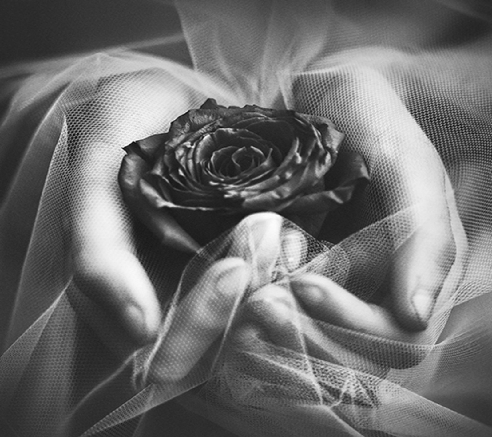 Una fotografía en blanco y negro de una persona sosteniendo una rosa en sus manos (negro, rosa, blanco)