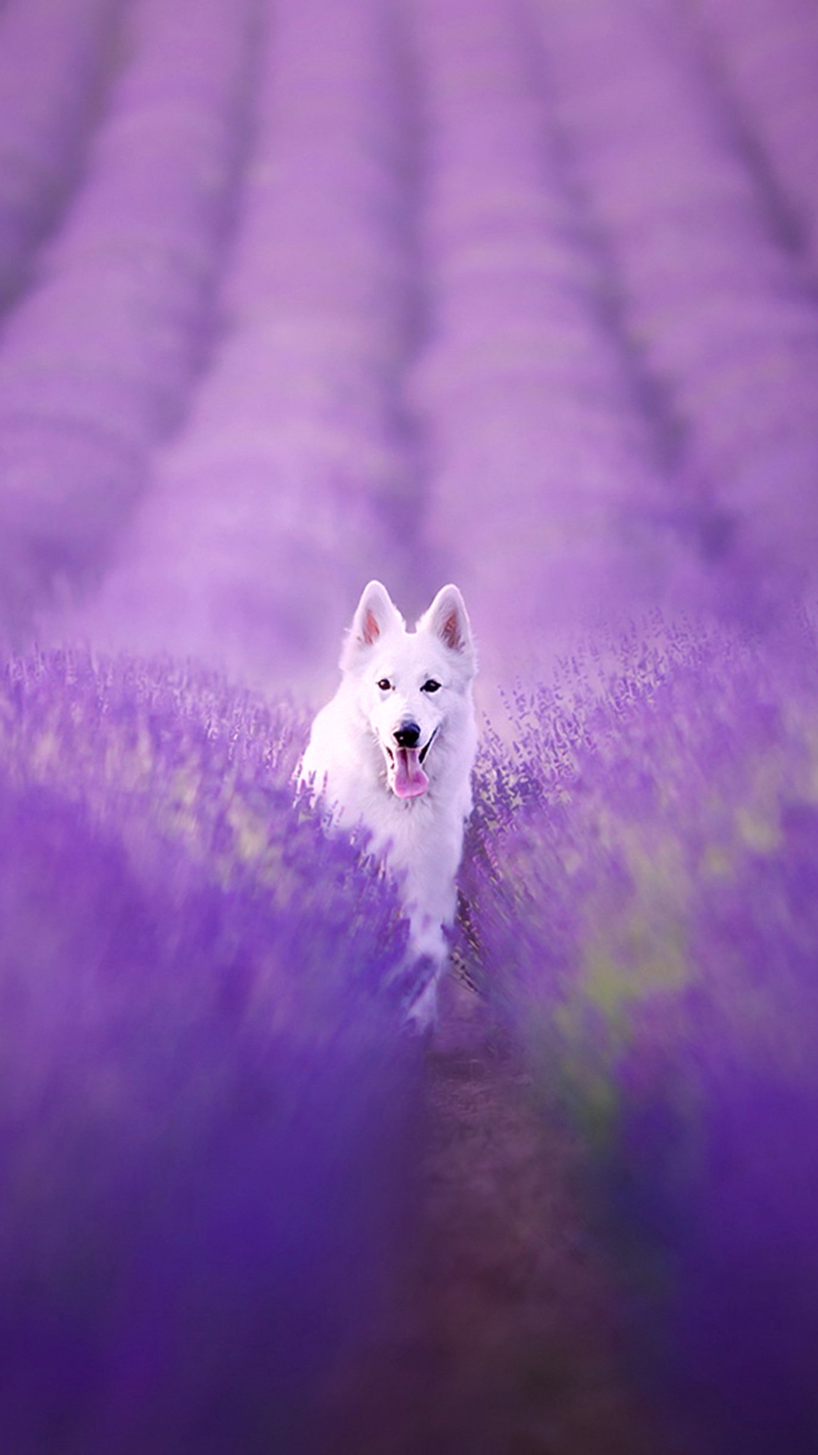 Ein weißer hund steht in einem lavendelfeld (hund, feld, blumen, lila)