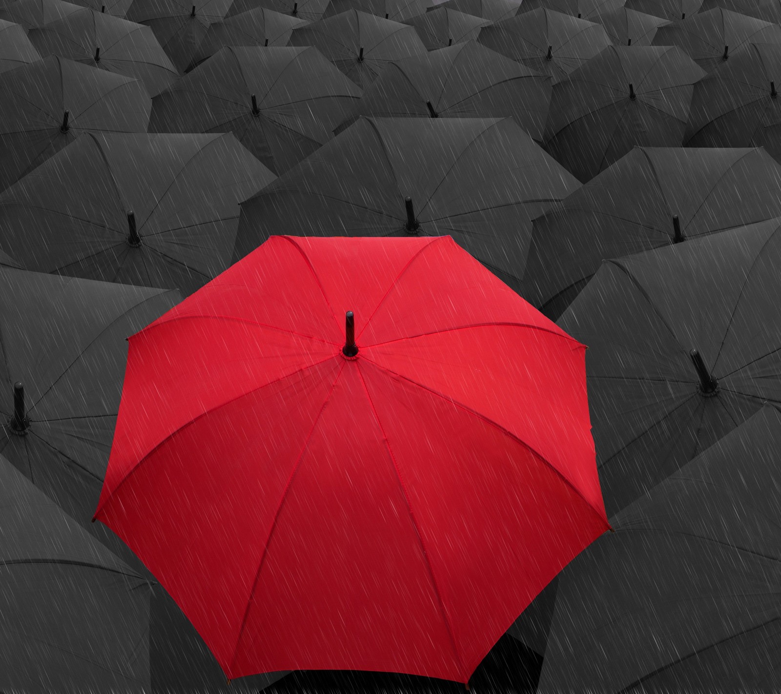 Un parapluie rouge se démarque d'un groupe de parapluies noirs (noir, différent, rouge, parapluie, parapluies)