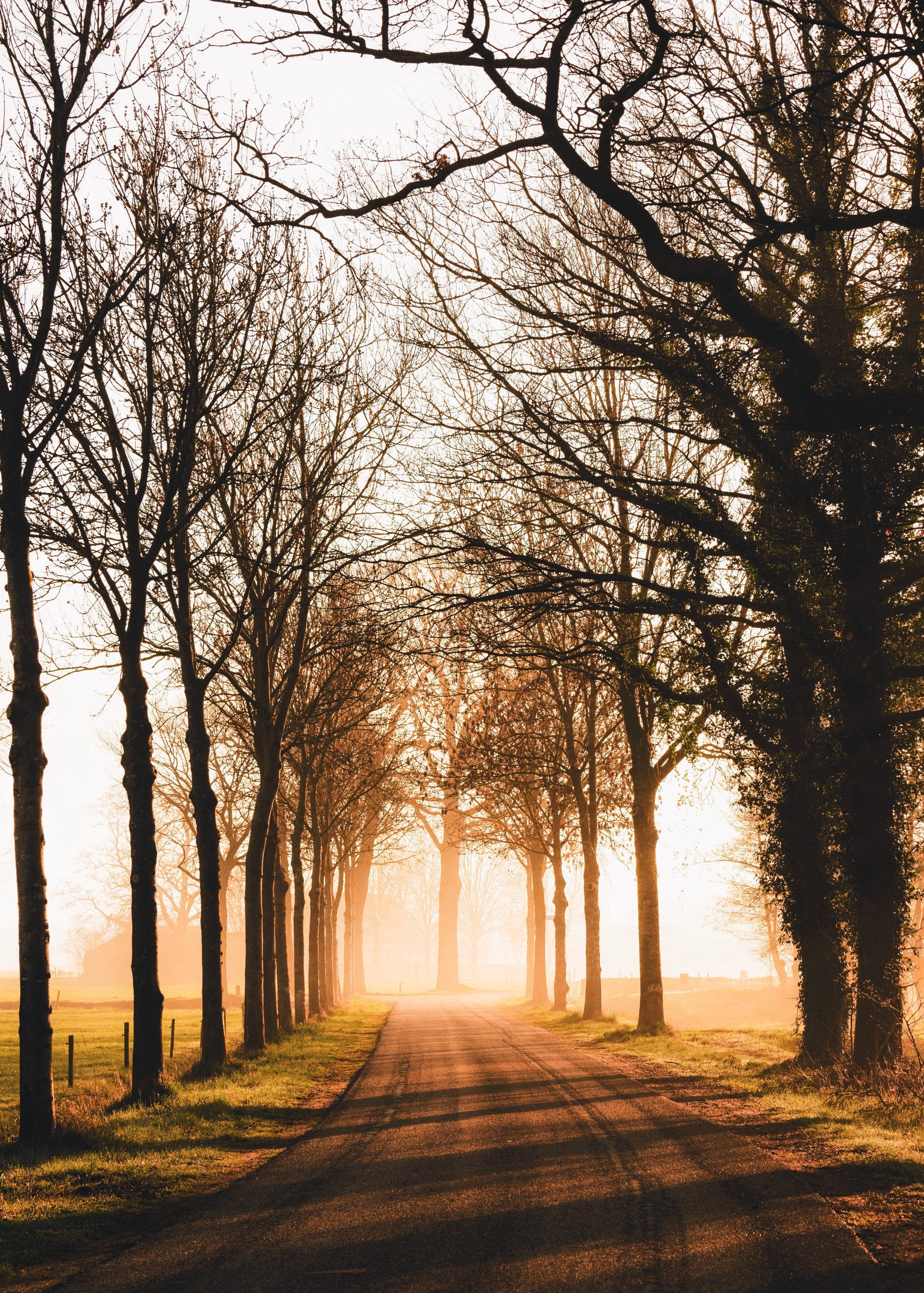 Lade natur, morgen, waldland, zweig, licht Hintergrund herunter