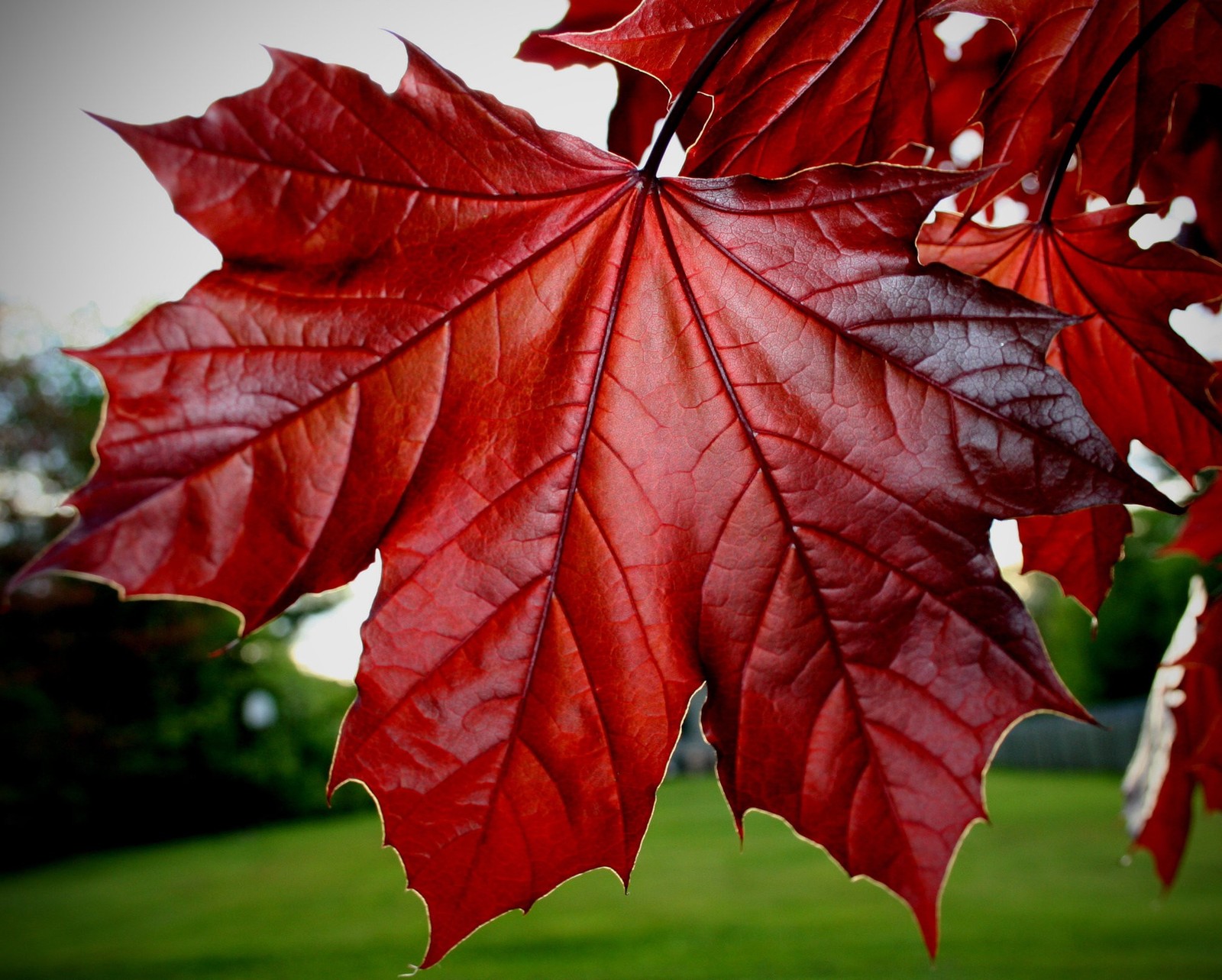 Hay una hoja roja colgando de un árbol (hoja, hojas, naturaleza, rojo)