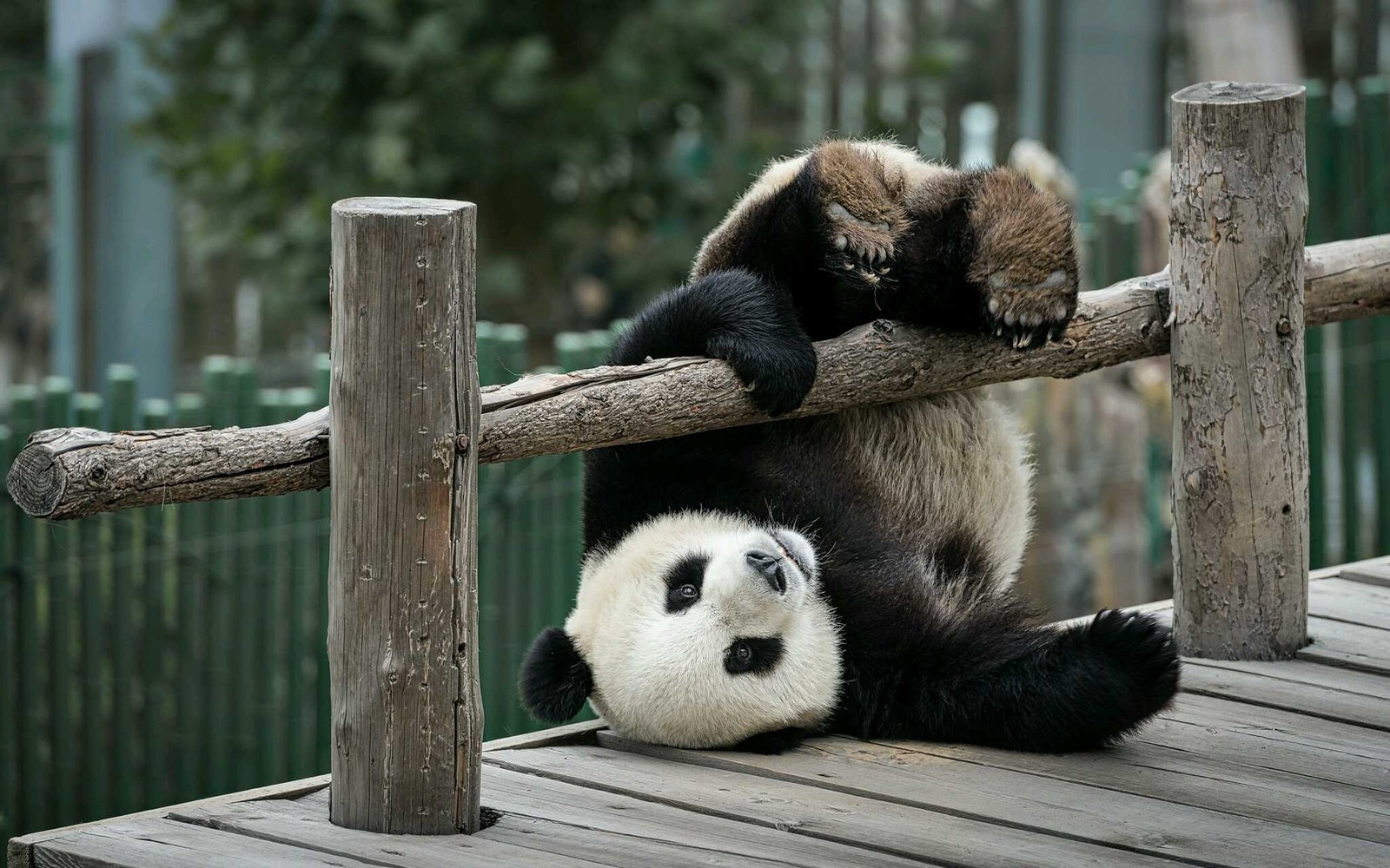 Lade tiere, panda Hintergrund herunter