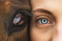 Connection Between Human and Horse: A Close-Up of Eyes